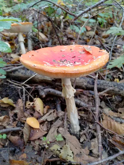Mushrooms Kennedy woood Kortrijk (Belgium)